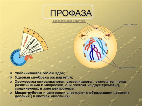 Клеточный цикл клетки - презентация онлайн