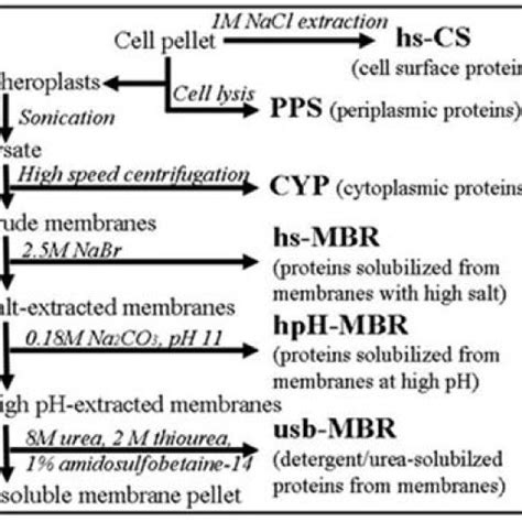 Subcellular Fractionation And Stepwise Protein Extraction From Y