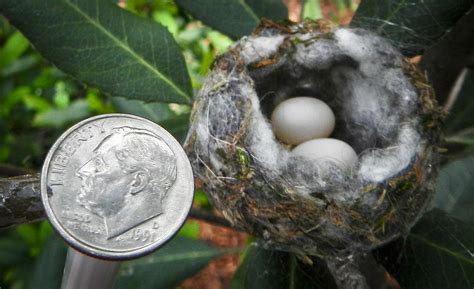Baby Hummingbirds: Everything You Need To Know - Birdwatching Buzz