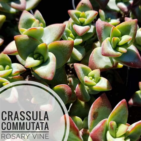 Crassula Commutata Rosary Vine Types Of Succulents Identification Succulentdotcare