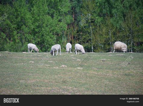 Domestic Sheep (lamb) Image & Photo (Free Trial) | Bigstock