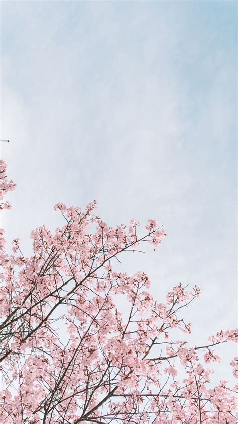 Discover 80 Anime Cherry Blossom Aesthetic Super Hot In Cdgdbentre