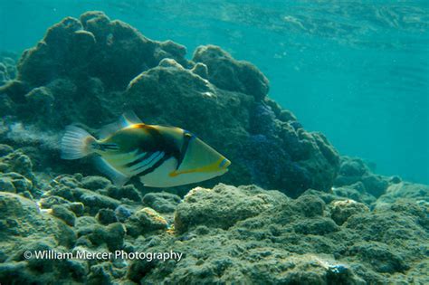 Humuhumu Nukunuku Apuaa Reef Triggerfish State Fish Of William