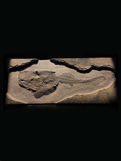 Rare Devonian Armored Fish Fossil — Still Life Fossils