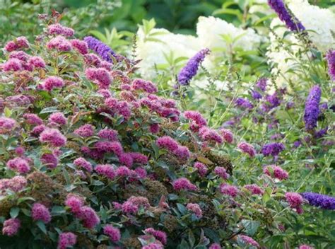 Double Play Doozie Spirea Knecht S Nurseries And Landscaping