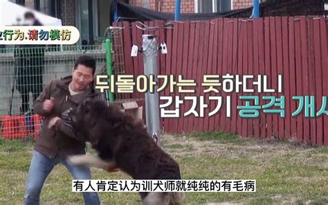 比特犬咬掉罗威纳一条腿，原因却是男主人，训犬师气的只拍桌子 大平动物管理局 大平动物管理局 哔哩哔哩视频