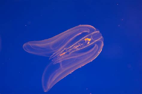 Gallery Glowing Aquatic Life Live Science