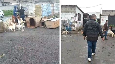 Refugio Tendr Dos Semanas Para Reubicar A Perros En Quito El Comercio