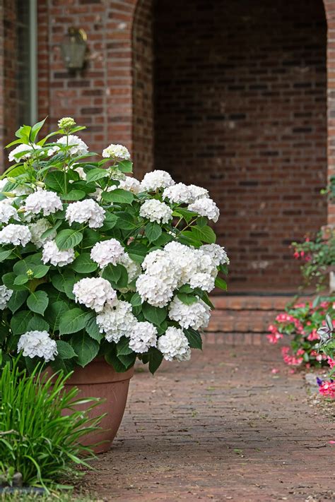 6 Plants You Can Surprisingly Grow In Pots In 2020 Hydrangea Landscaping Growing Hydrangeas