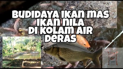 Budidaya Ikan Nila Dan Ikan Mas Di Kolam Air Deras L Ribuan Ikan Youtube