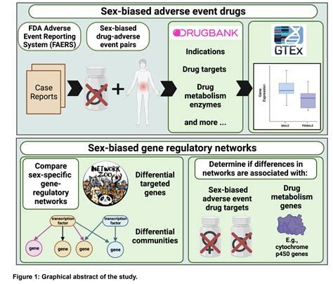 Sex Biased Gene Expression And Gene Regulatory Networks Of Sex Biased