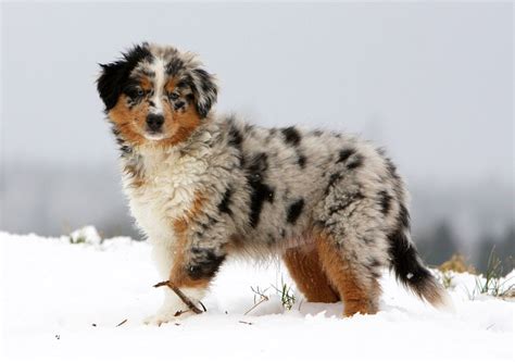 Révélez la beauté unique du berger Australien bleu merle Découvrez