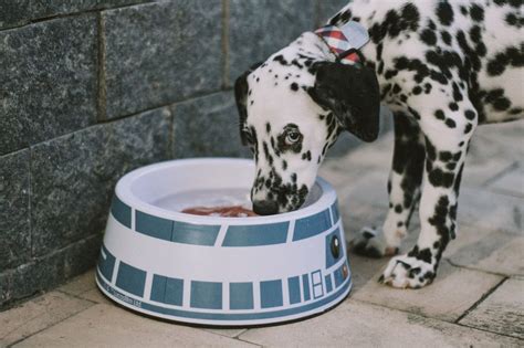 Los Perros Pueden Beber Agua Antes De Esterilizar