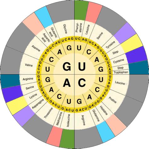 The Peculiar Schema Of Dna Codons Second Letter