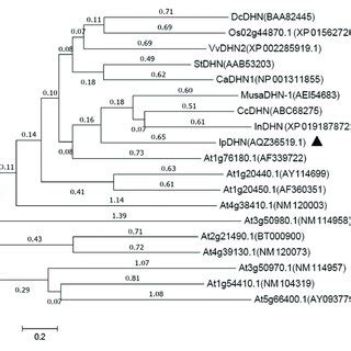 Phylogenetic Relationships Between The IpDHN Protein And Dehydrins