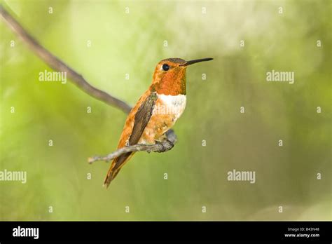 Rufous Hummingbird Selasphorus Rufus Stock Photo Alamy