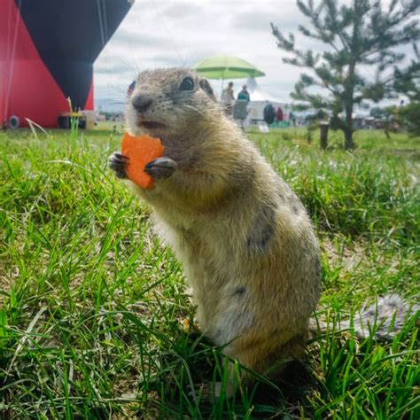 Siberian Marmot Stock Photos Pictures And Royalty Free Images Istock