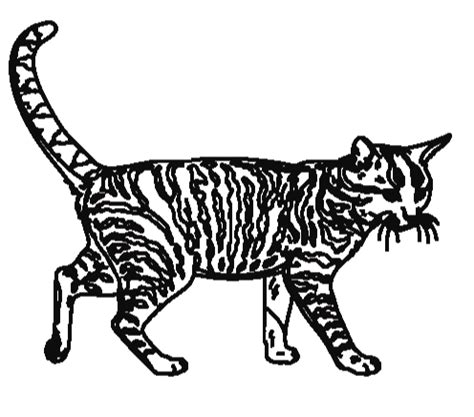 Tabby Cat Drawing at GetDrawings | Free download