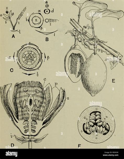 The Classification Of Flowering Plants Plants Passifloraceae 213 Fig 103 Passiflora A B