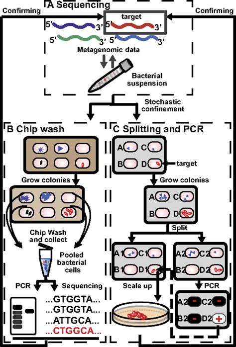 Gene Targeted Microfluidic Cultivation Validated By Isolation Of A Gut