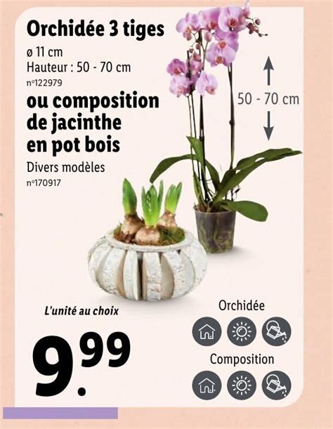 Promo Orchid E Tiges Chez Lidl