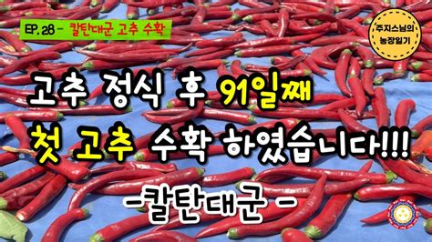 주지스님의 농장일기 28편 고추 정식 후 91일째 첫 고추 수확 하였습니다 칼탄대군 Youtube