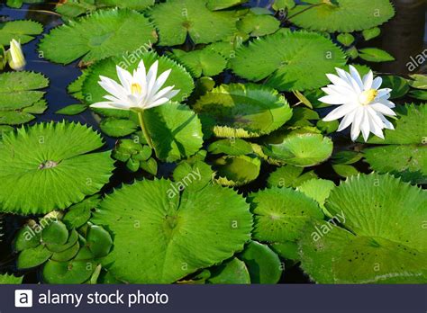 White Egyptian Lotus Hi Res Stock Photography And Images Alamy