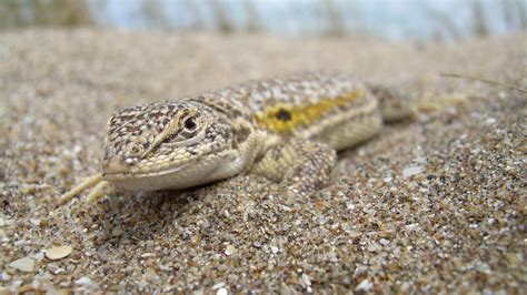Cu Les Son Las Amenazas Que Sufren Hoy Los Reptiles De Am Rica Latina Y C Mo Salvarlos Infobae