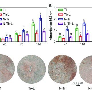 Cell Morphology Adhesion And Proliferation Of Mc T E Cells A Cell