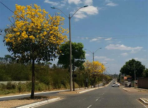 Ipês embelezam as ruas de Teresina fotos em Piauí g1