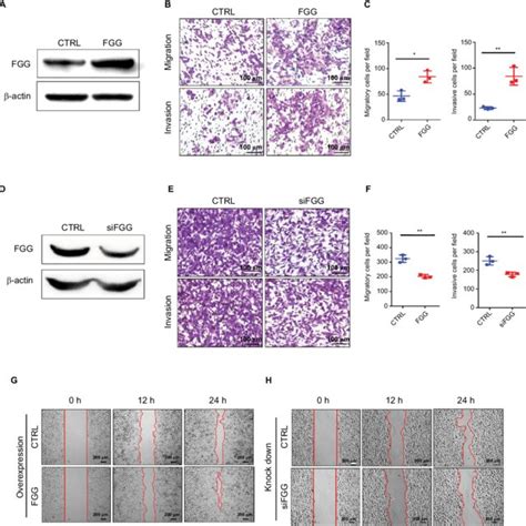 Fgg Promotes Hcc Cell Migration And Invasion Notes A D Western