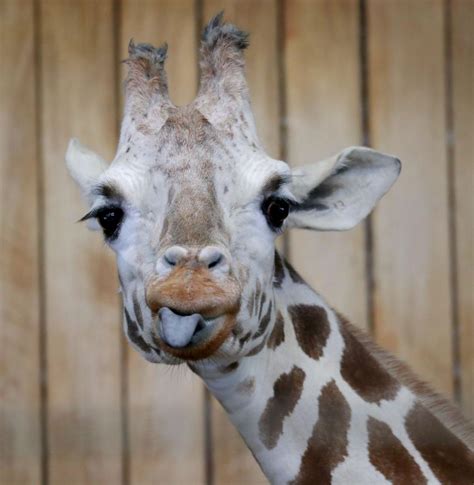 A Second Giraffe At The Milwaukee County Zoo Has Died In A Week