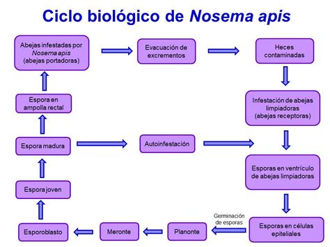 Ciclo Biol Gico De Nosema Apis Fundaci N Amigos De Las Abejas