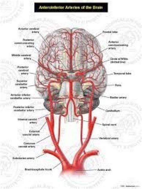 Image Result For Arteries Of The Brain Craniosacraltherapy Craniosacral Therapy The Brain