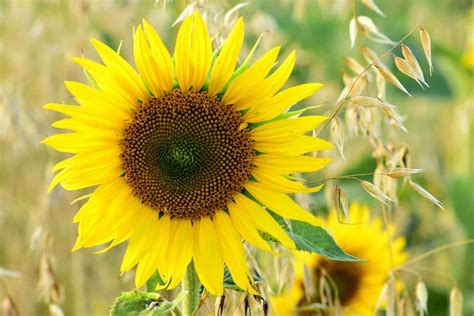 Imagem Gratuita Planta Flor Girassol Agricultura De Erva Luz Do