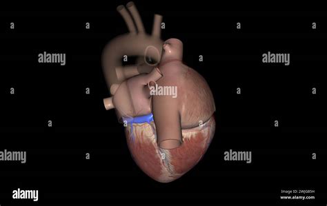The Coronary Sinus Describes A Major Coronary Vein Located In The Rear