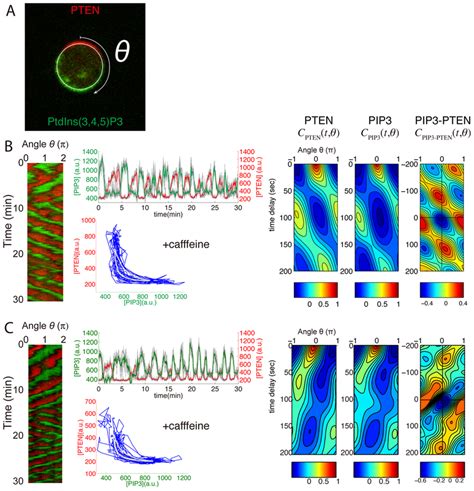 Self Organization Of The PtdIns Signaling Reaction A Fluorescent