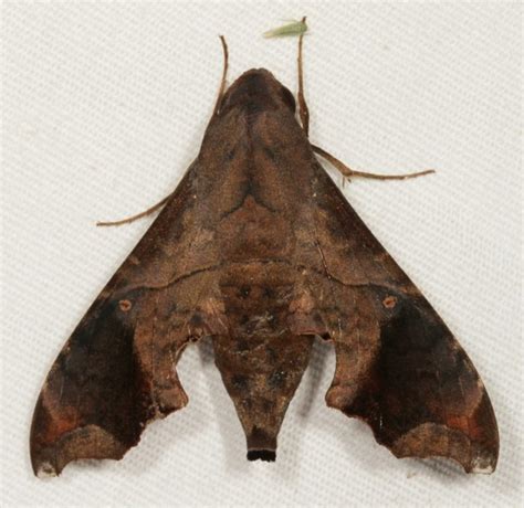 Mournful Sphinx Moth– Identification, Life Cycle, Facts & Pictures