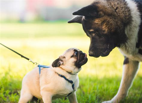 Les Erreurs à Ne Pas Faire Avec Votre Chien