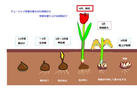 ガーデニングチューリップの育て方翌年も咲かせる為に花後の処理が重要 たか爺の楽しい家庭菜園ガーデニングなど