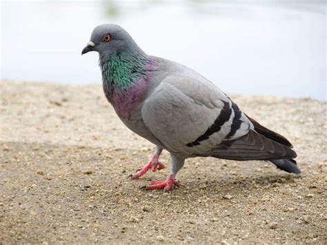 types  pigeons  guide   uks  breeds
