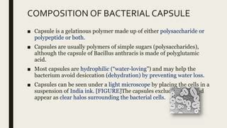 Bacterial capsule | PPT