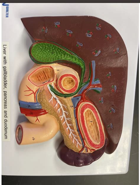 Liver Diagram Quizlet