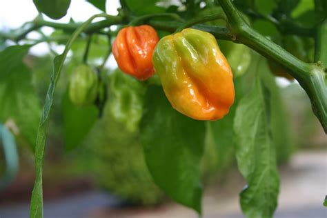 Capsicum Chinense Habanero Group Caribbean Antillais Chilli