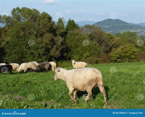 Beautiful Grazing Flock Of Sheep At Sunset Stock Image Image Of Sheep