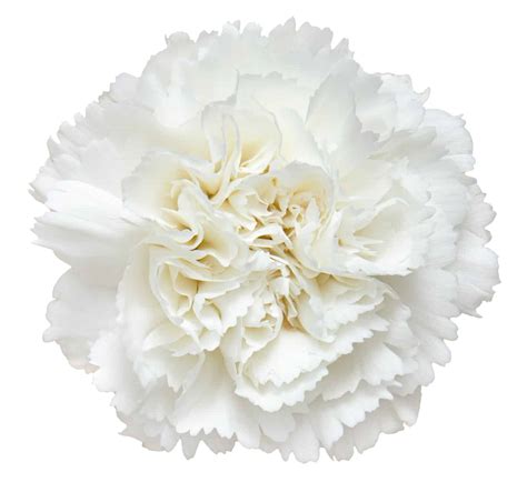 White Carnation Flower Bouquet