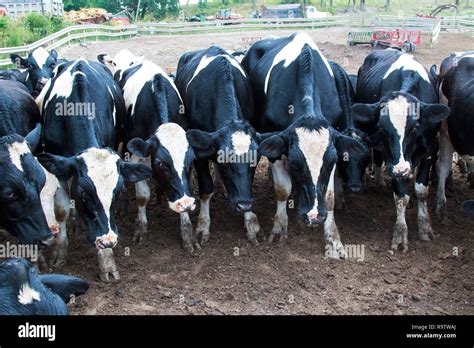 Grupo de vacas en blanco y negro en un prado fotografías e imágenes de