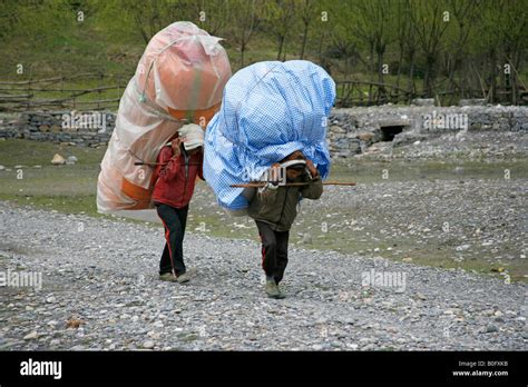 Porters Carrying Heavy Loads On Their Back Annapurna Nepal Stock Photo