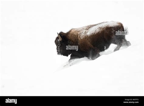 American Bison / Amerikanischer Bison ( Bison bison ), bull in winter ...