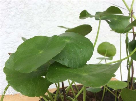 Gotu Kola Plant or Takip kuhol, Furniture & Home Living, Cleaning ...